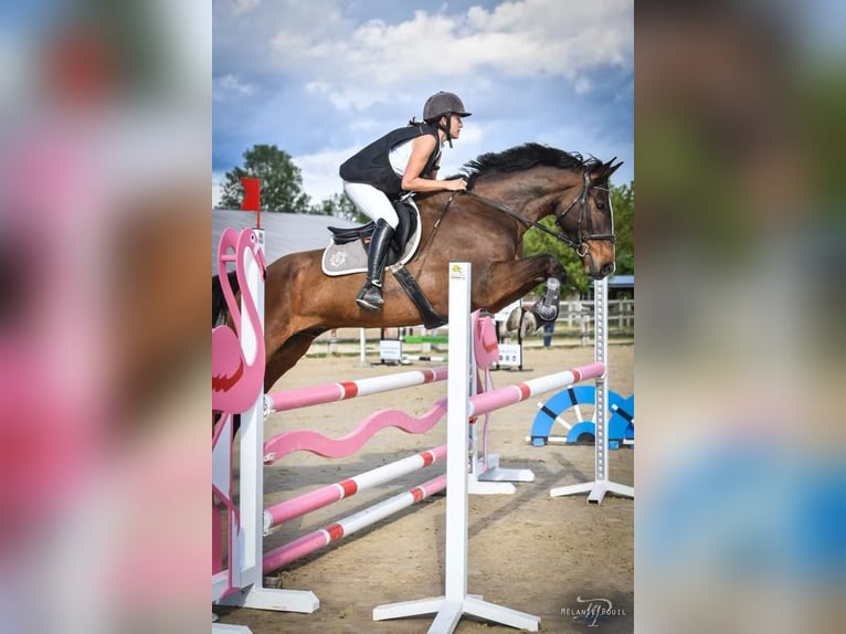 Anglo-Arab Gelding 9 years 16,2 hh in Lyon