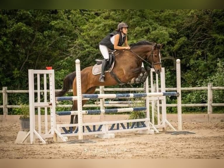 Anglo-Arab Gelding 9 years 16,2 hh in Lyon