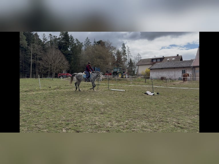 Anglo-Arab Gelding 9 years 16,2 hh Grey-Dapple in Ebhausen