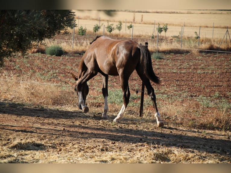 Anglo-arab Hingst 1 år 161 cm Grå in Valdepeñas