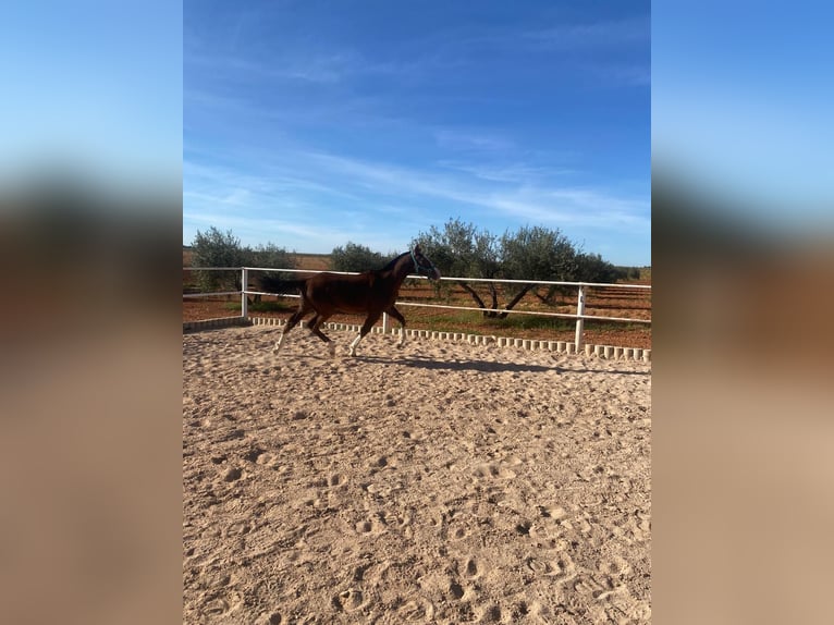 Anglo-arab Hingst 1 år 161 cm Grå in Valdepeñas