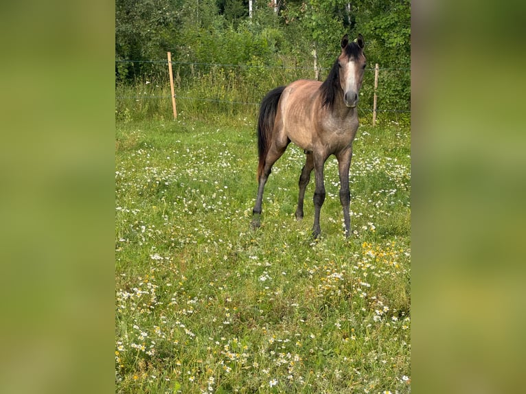 Anglo-arab Hingst 2 år Grå in Kurista