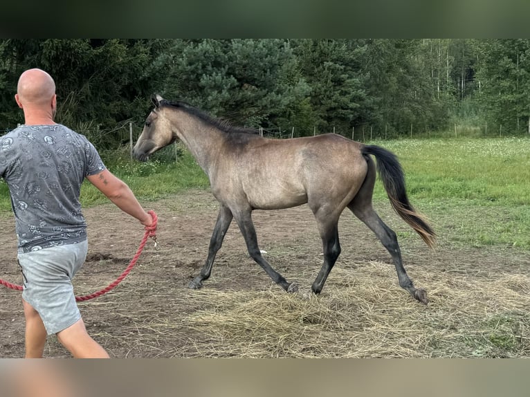 Anglo-arab Hingst 2 år Grå in Kurista