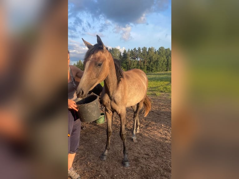 Anglo-arab Hingst 2 år Grå in Kurista