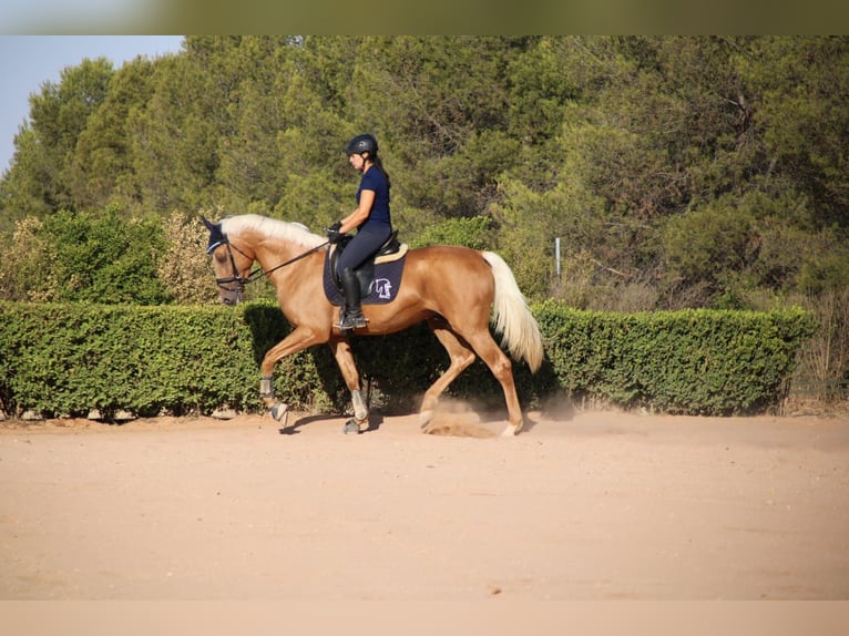 Anglo-arab Hingst 4 år 167 cm Palomino in Valdepeñas