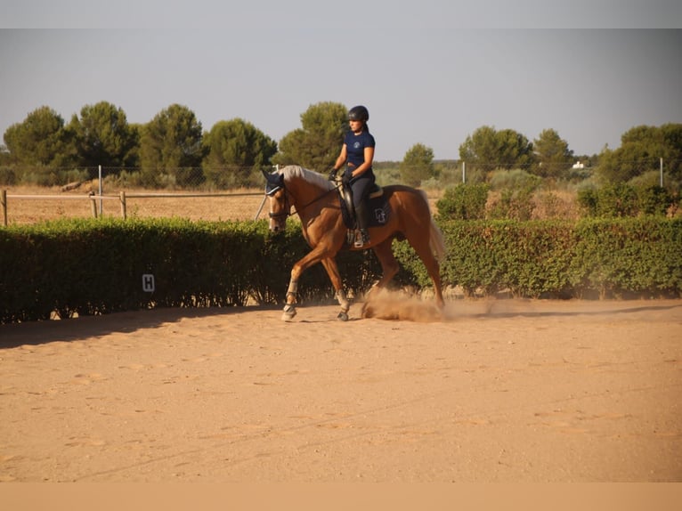 Anglo-arab Hingst 4 år 167 cm Palomino in Valdepeñas