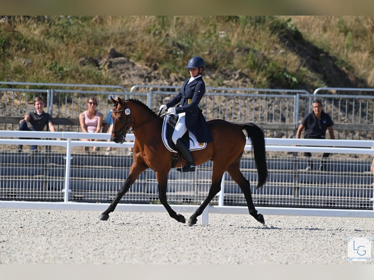 Anglo-arab Hingst Brun in Steinberg