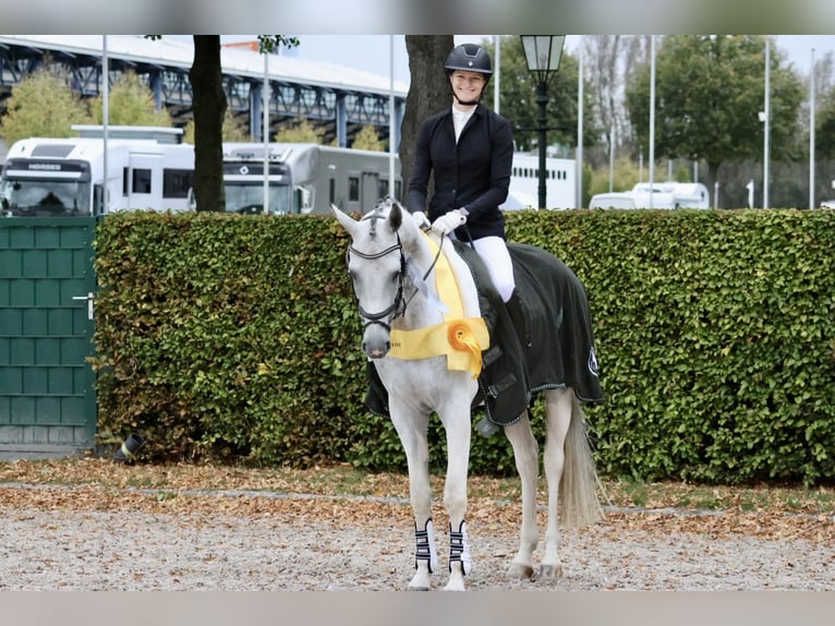 Anglo-arab Hingst Pinto in Bad Oldesloe