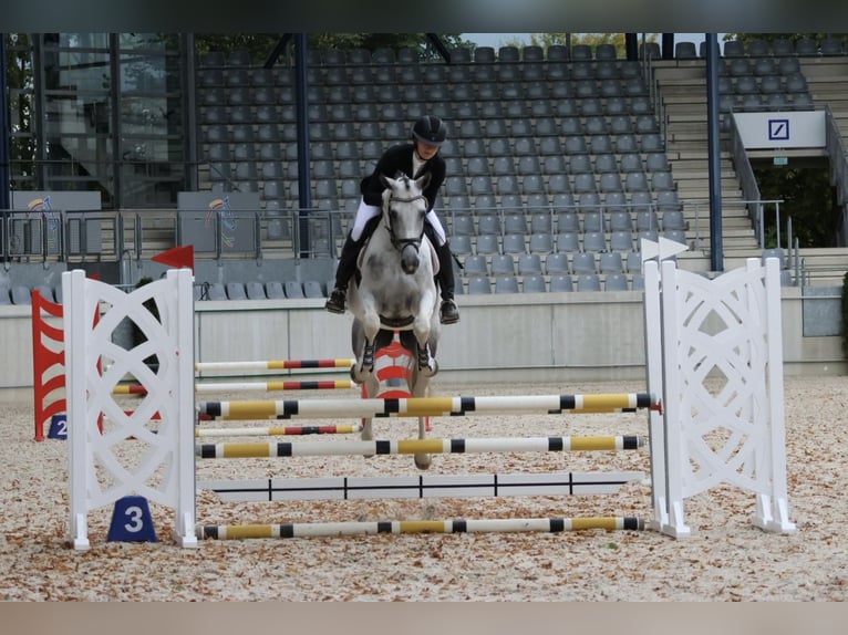 Anglo-arab Hingst Pinto in Bad Oldesloe