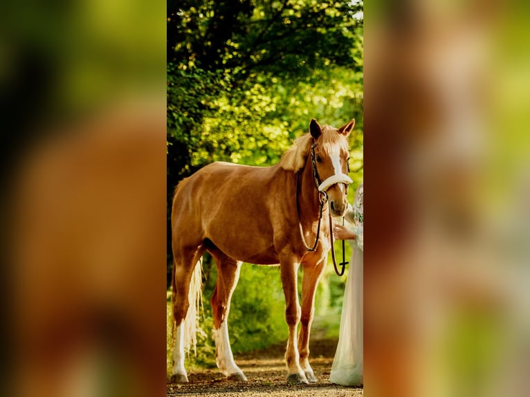 Anglo-Arab Mare 10 years 14,3 hh Chestnut-Red in Villefranche de rouergue