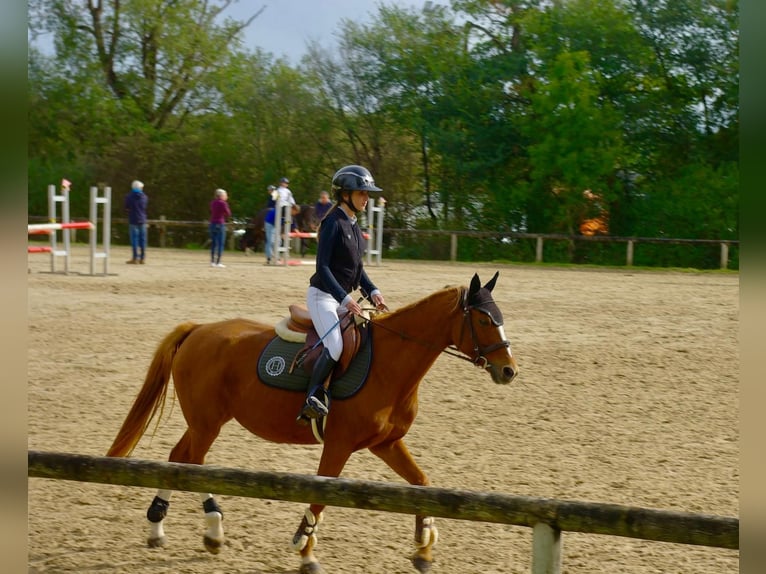 Anglo-Arab Mare 10 years 14,3 hh Chestnut-Red in Villefranche de rouergue