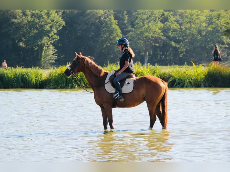 Anglo-Arab Mare 10 years 14,3 hh Chestnut-Red in Villefranche de rouergue