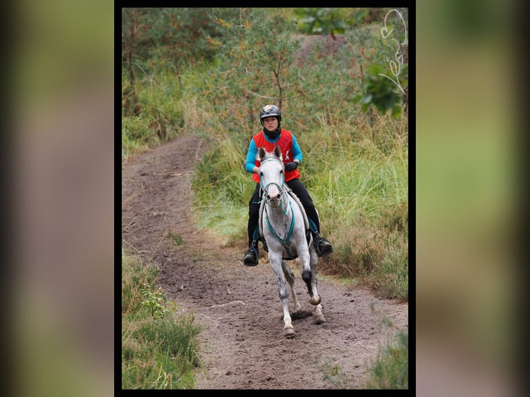 Anglo-Arab Mare 10 years 15,1 hh Gray in Scheden