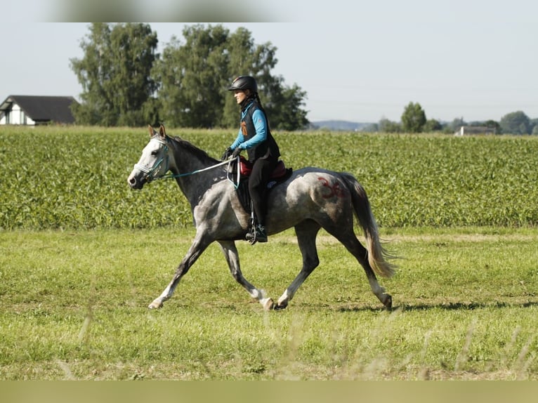 Anglo-Arab Mare 10 years 15,1 hh Gray in Scheden