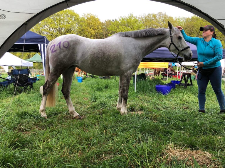 Anglo-Arab Mare 10 years 15,1 hh Gray in Scheden