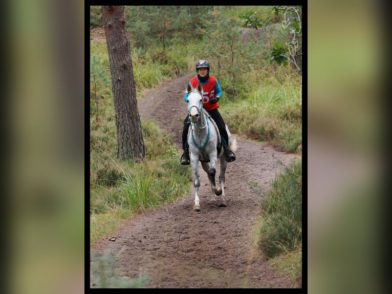 Anglo-Arab Mare 10 years 15,1 hh Gray in Scheden