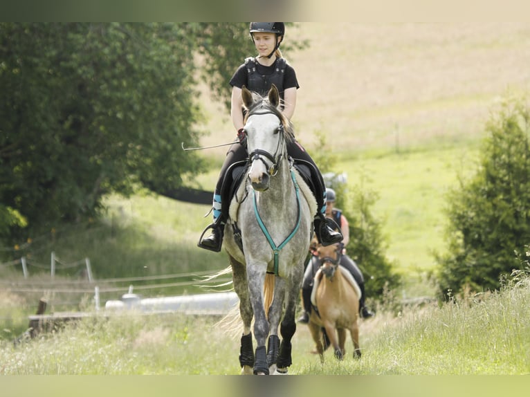 Anglo-Arab Mare 10 years 15,1 hh Gray in Scheden