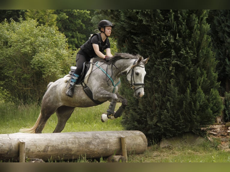 Anglo-Arab Mare 10 years 15,1 hh Gray in Scheden