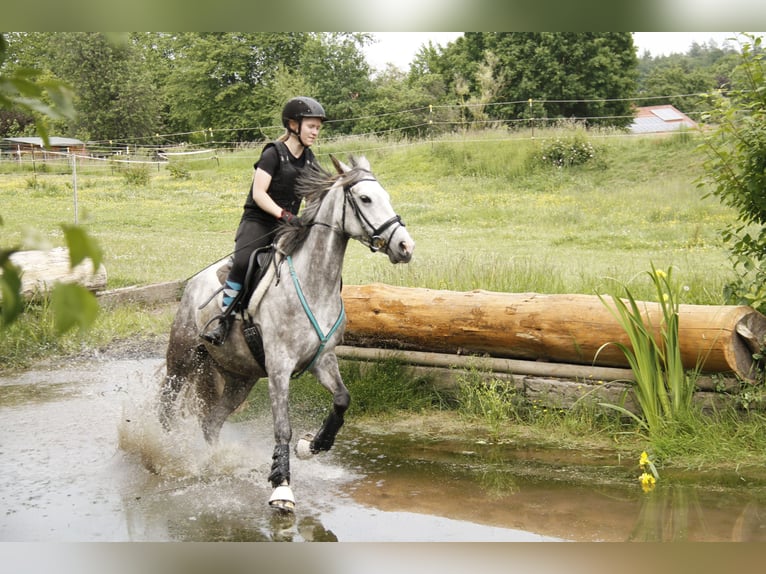 Anglo-Arab Mare 10 years 15,1 hh Gray in Scheden