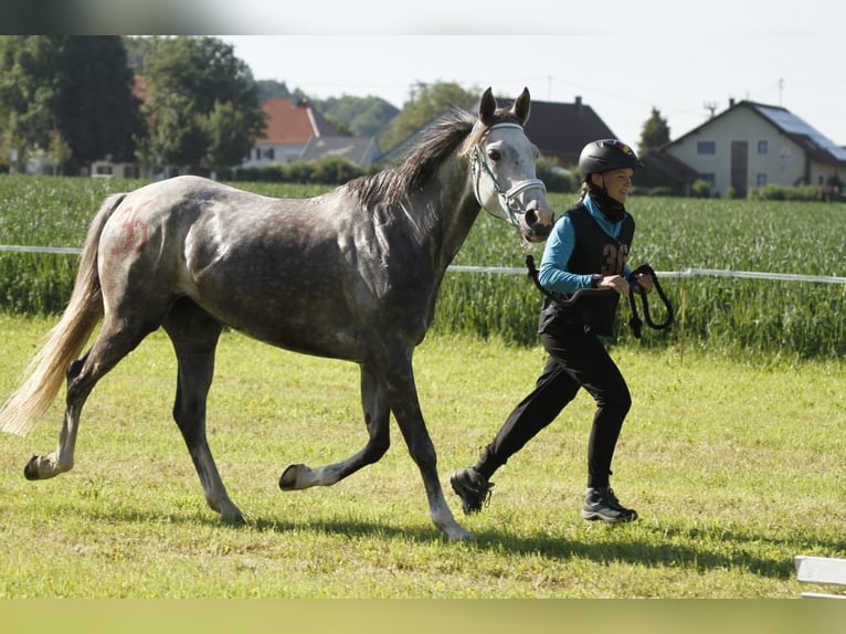 Anglo-Arab Mare 10 years 15,1 hh Gray in Scheden