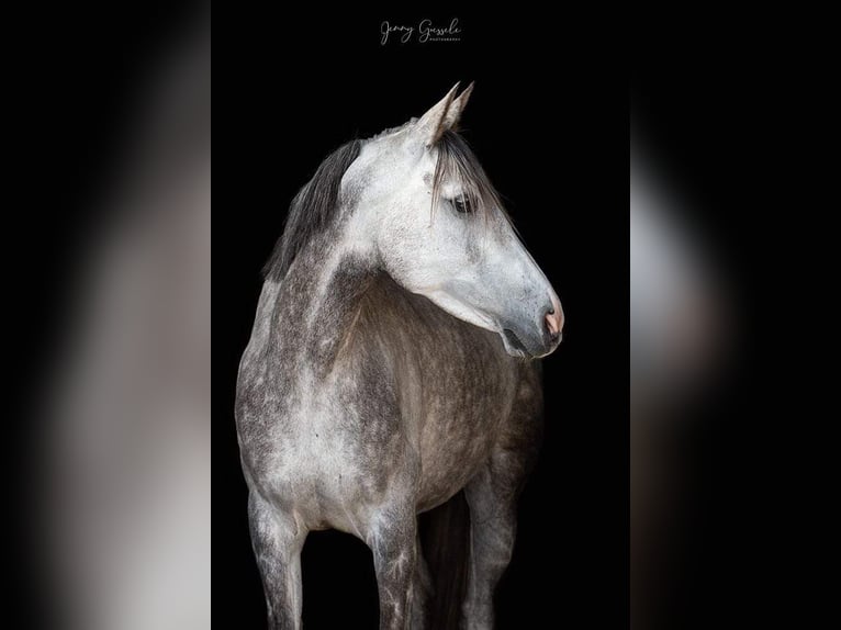 Anglo-Arab Mare 10 years 15,1 hh Gray in Scheden