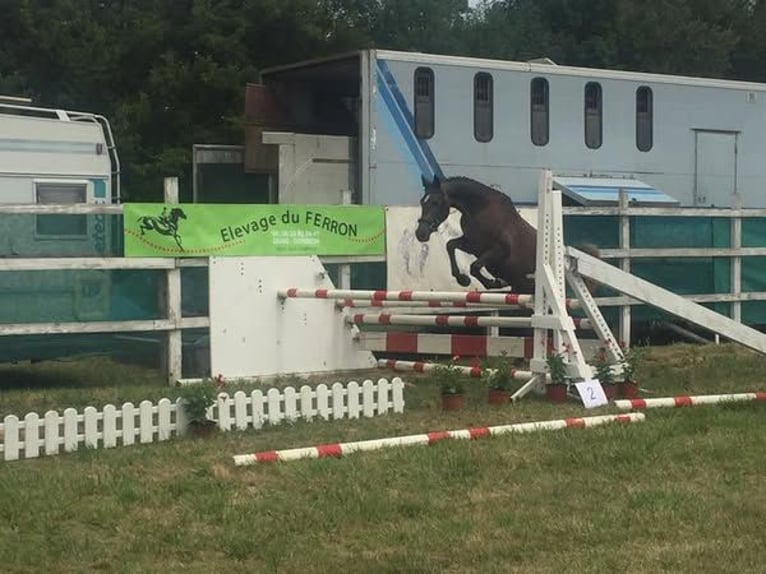 Anglo-Arab Mare 10 years 15,3 hh Gray in JAULDES