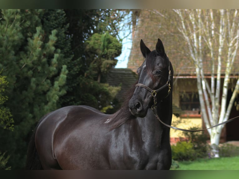 Anglo-Arab Mare 10 years 16 hh Black in Santok