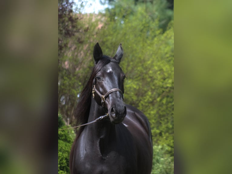 Anglo-Arab Mare 10 years 16 hh Black in Santok