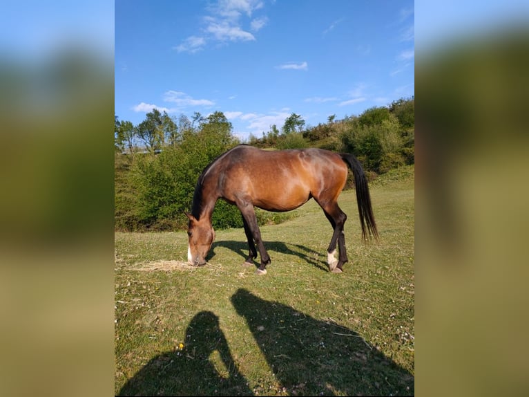 Anglo-Arab Mare 10 years Bay-Dark in Oiartzun