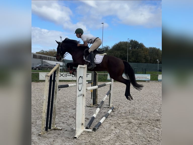 Anglo-Arab Mare 11 years 15,2 hh Bay-Dark in Aviles