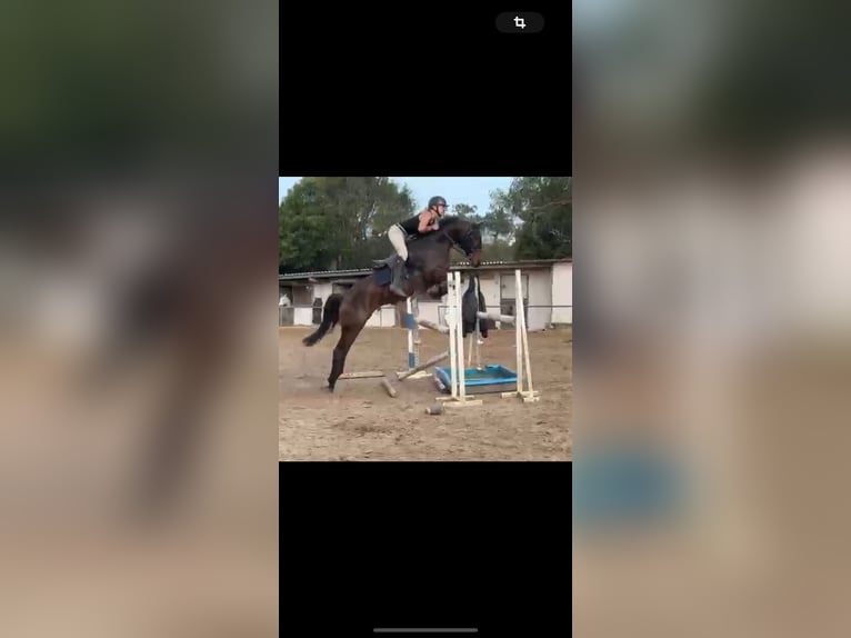 Anglo-Arab Mare 11 years 15,2 hh Bay-Dark in Aviles