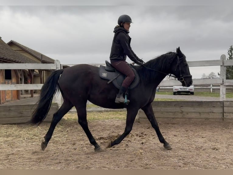 Anglo-Arab Mare 11 years 16 hh Black in Santok