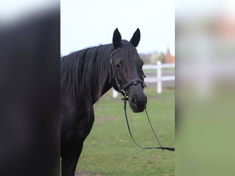 Anglo-Arab Mare 11 years 16 hh Black in Santok