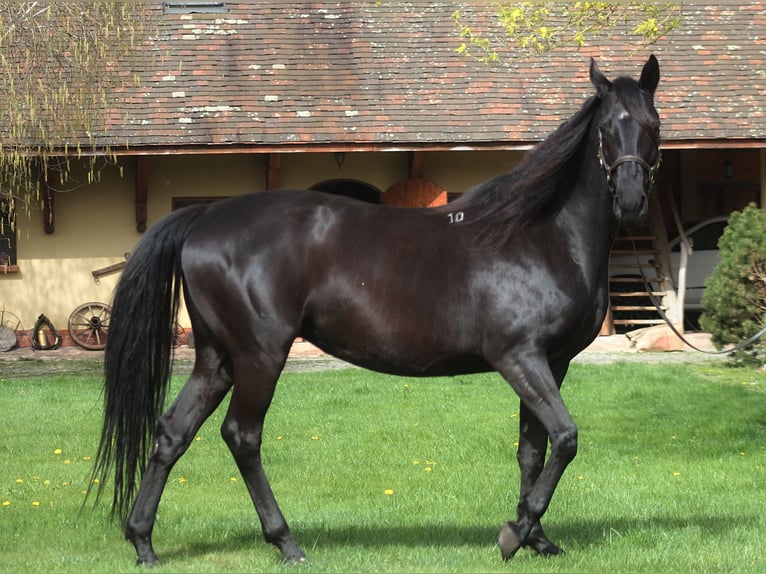 Anglo-Arab Mare 11 years 16 hh Black in Santok