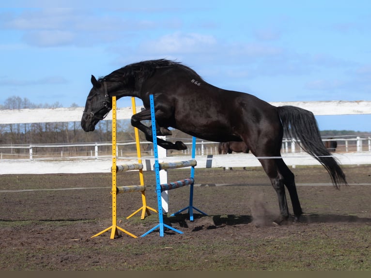 Anglo-Arab Mare 11 years 16 hh Black in Santok