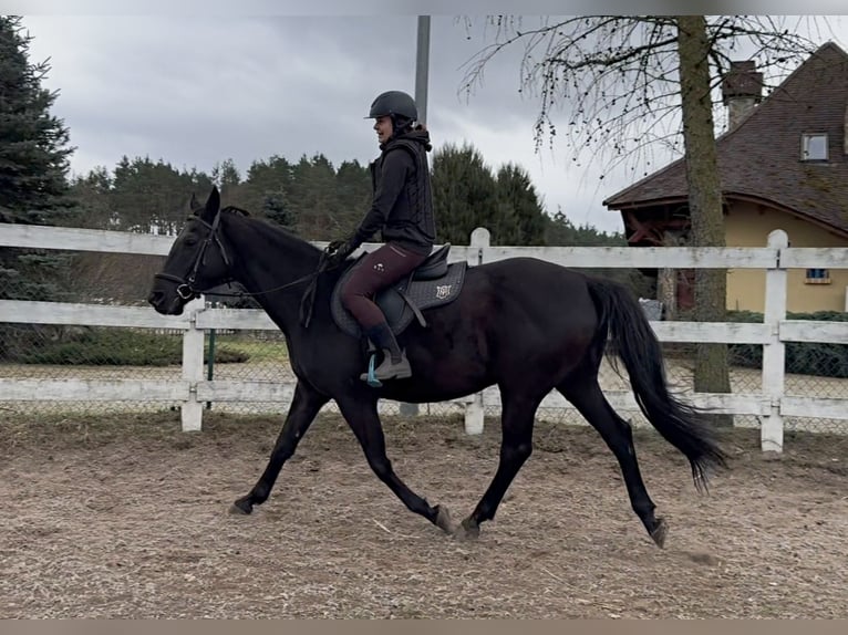 Anglo-Arab Mare 11 years 16 hh Black in Santok