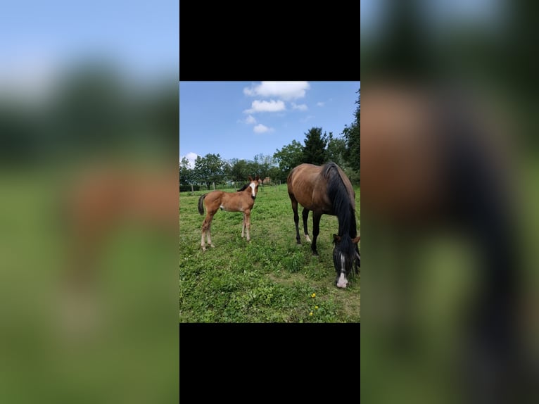 Anglo-Arab Mare 11 years Bay-Dark in Oiartzun