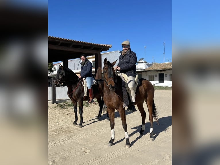 Anglo-Arab Mare 12 years 15,2 hh Brown in Malaga