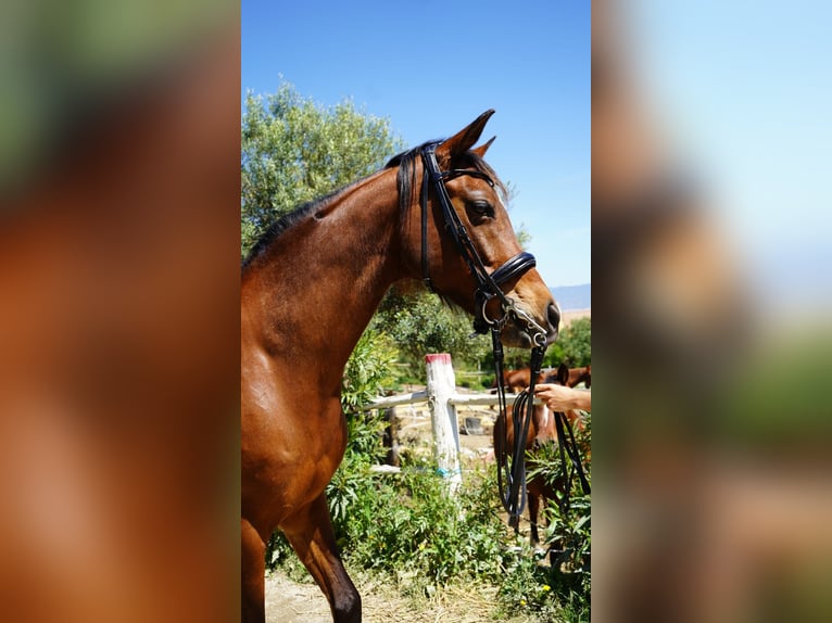 Anglo-Arab Mare 12 years 15,2 hh Brown in Malaga