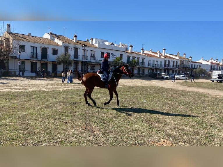 Anglo-Arab Mare 12 years 15,2 hh Brown in Malaga