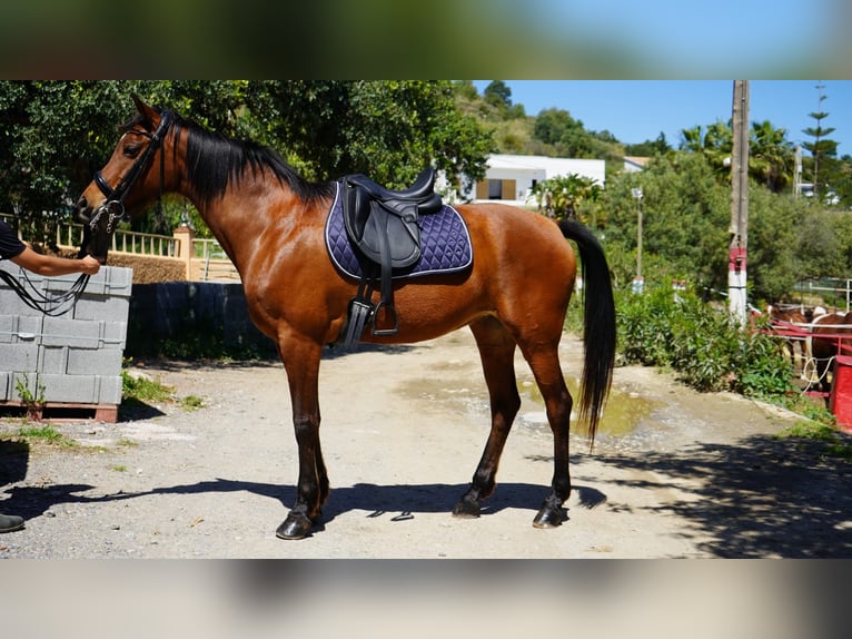 Anglo-Arab Mare 12 years 15,2 hh Brown in Malaga