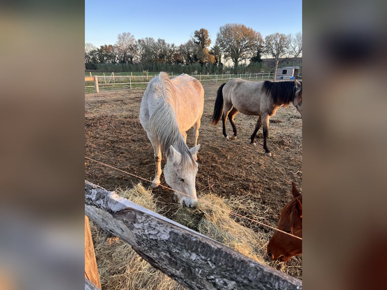 Anglo-Arab Mare 12 years Grey-Fleabitten in Bédarrides