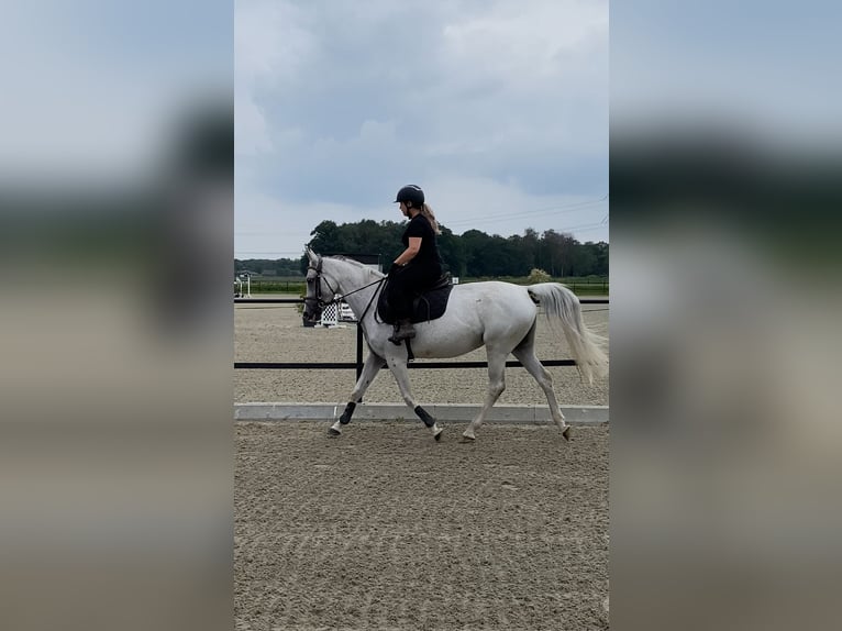 Anglo-Arab Mare 13 years 15,1 hh Gray-Fleabitten in Merselo