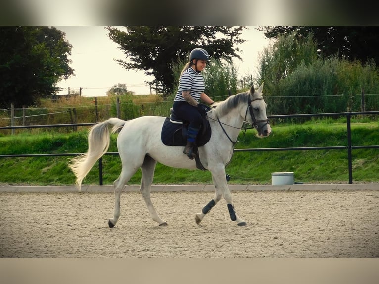 Anglo-Arab Mare 13 years 15,1 hh Gray-Fleabitten in Merselo