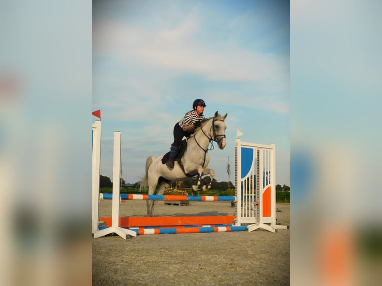 Anglo-Arab Mare 13 years 15,1 hh Gray-Fleabitten in Merselo