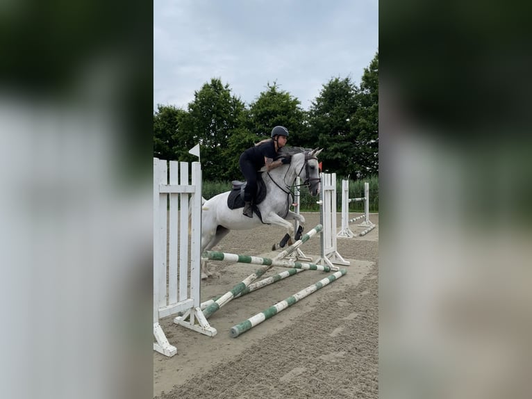 Anglo-Arab Mare 13 years 15,1 hh Gray-Fleabitten in Merselo