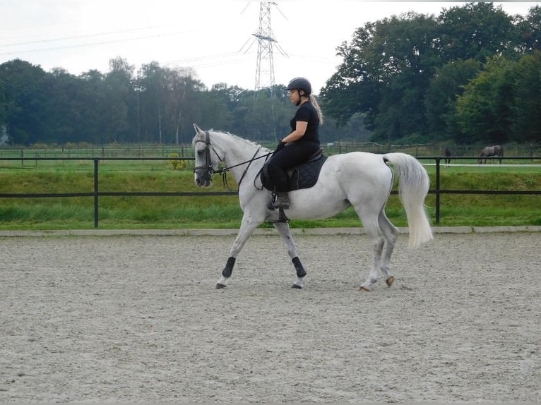 Anglo-Arab Mare 13 years 15,1 hh Gray-Fleabitten in Merselo