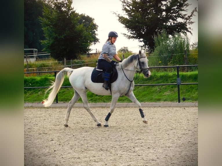 Anglo-Arab Mare 13 years 15,1 hh Gray-Fleabitten in Merselo