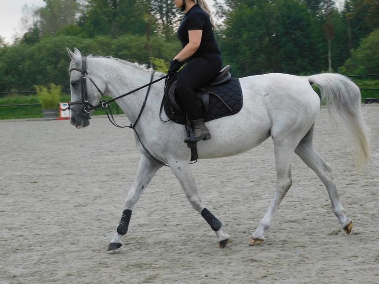 Anglo-Arab Mare 13 years 15,1 hh Gray-Fleabitten in Merselo