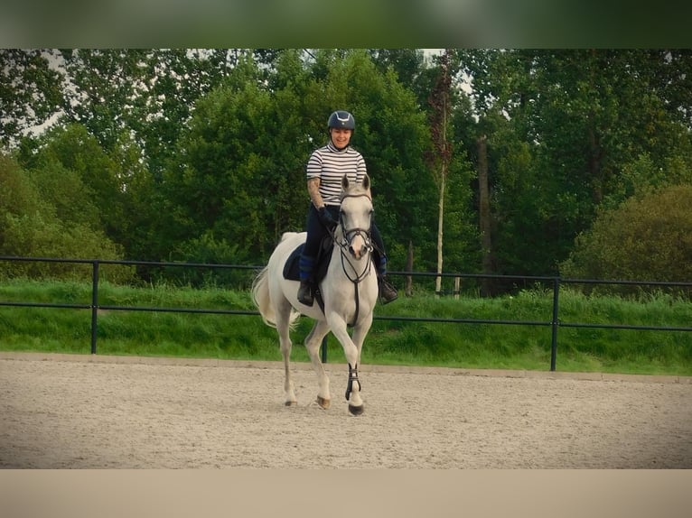 Anglo-Arab Mare 13 years 15,1 hh Gray-Fleabitten in Merselo